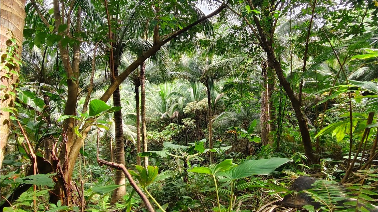 MAUBAN PROPERTY 1.3 HECTARES