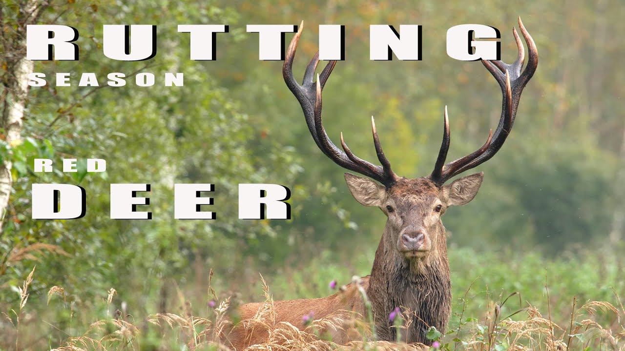 Red Deer. Wild animals during rutting season. Roaring and bathing stags.