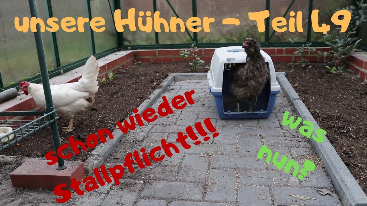 unsere Hühner Teil 49: wieder Stallpflicht!! Hühnergruppe ins Gewächshaus? Was mit Auslauf machen?