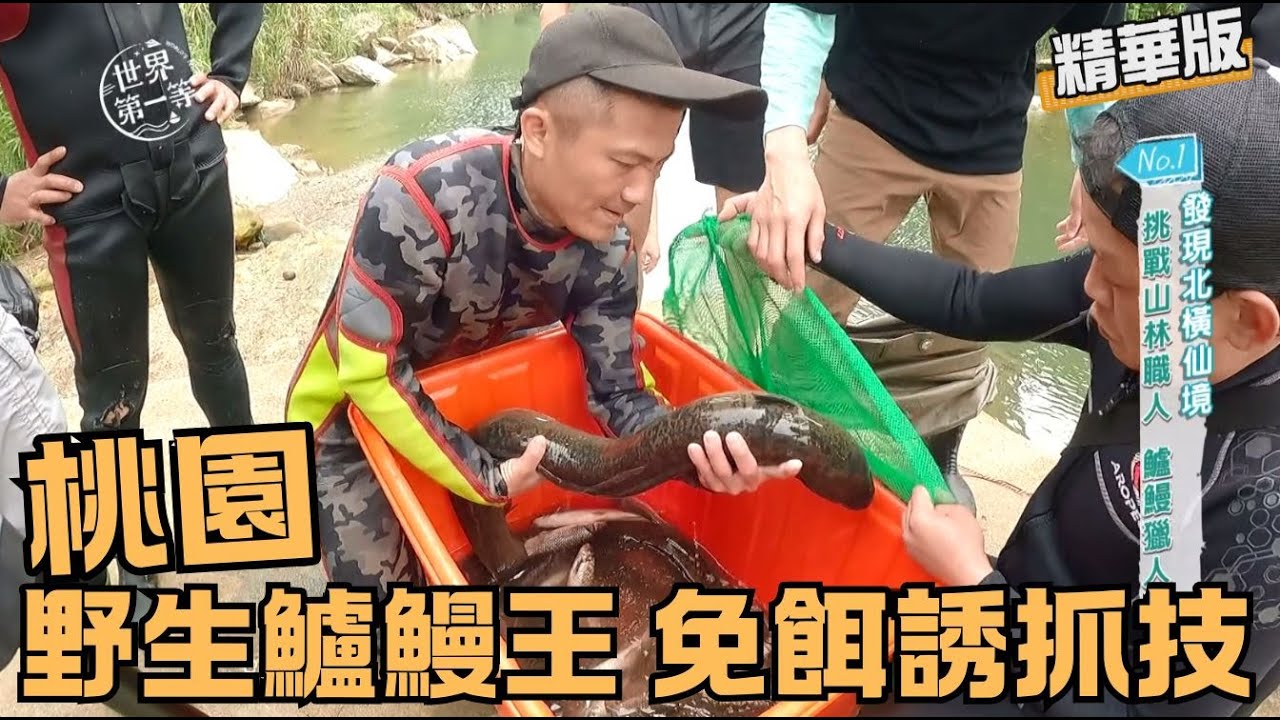 【桃園】野生鱸鰻王 免餌捕捉達人秘技（乾煎鱸鰻／藥燉鱸鰻）｜《世界第一等》1009集精華版