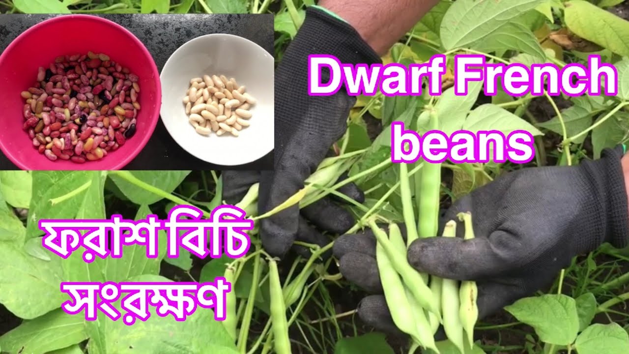 Harvesting dwarf french beans || ফরাশ বিচি সংরক্ষণ করা