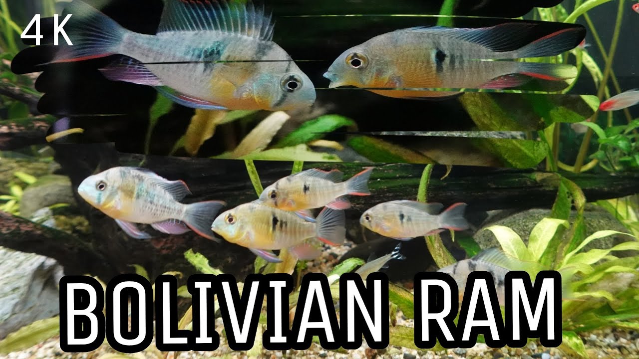 Bolivian Ram : Behavior in a Community Tank