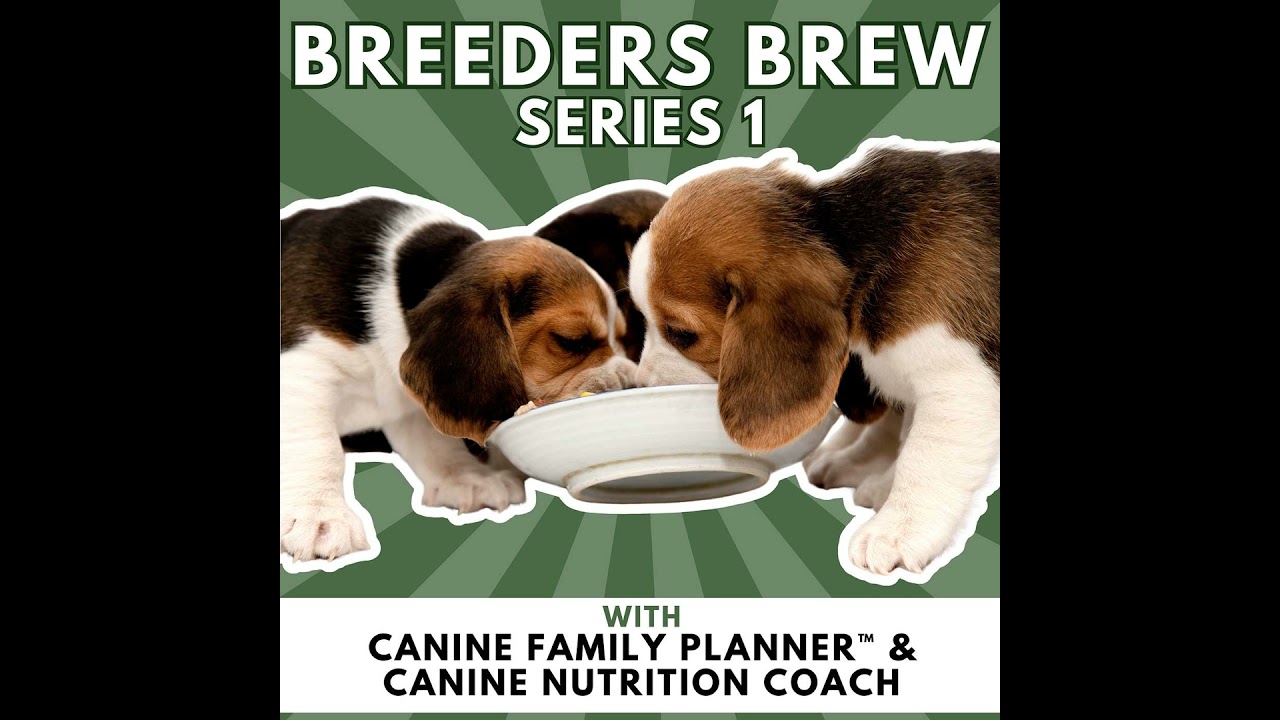 6┃ Weaning Puppies without the Stress or Mess!