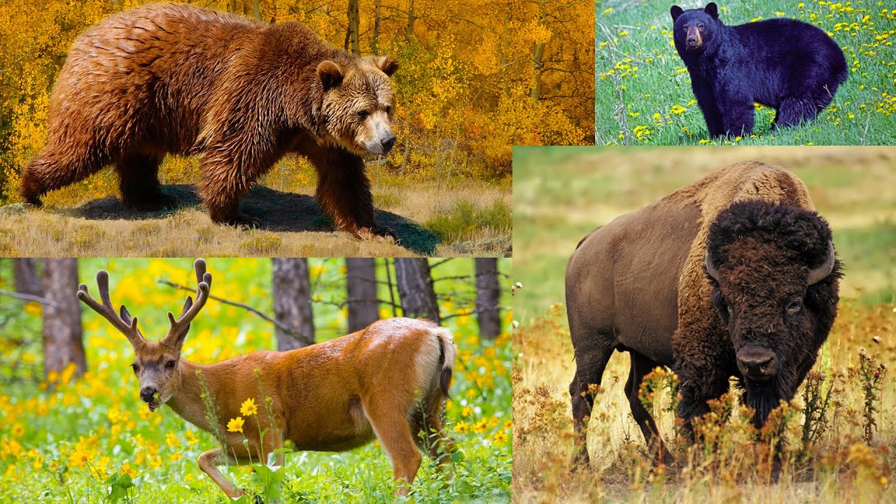See Wildlife in Yellowstone National Park
