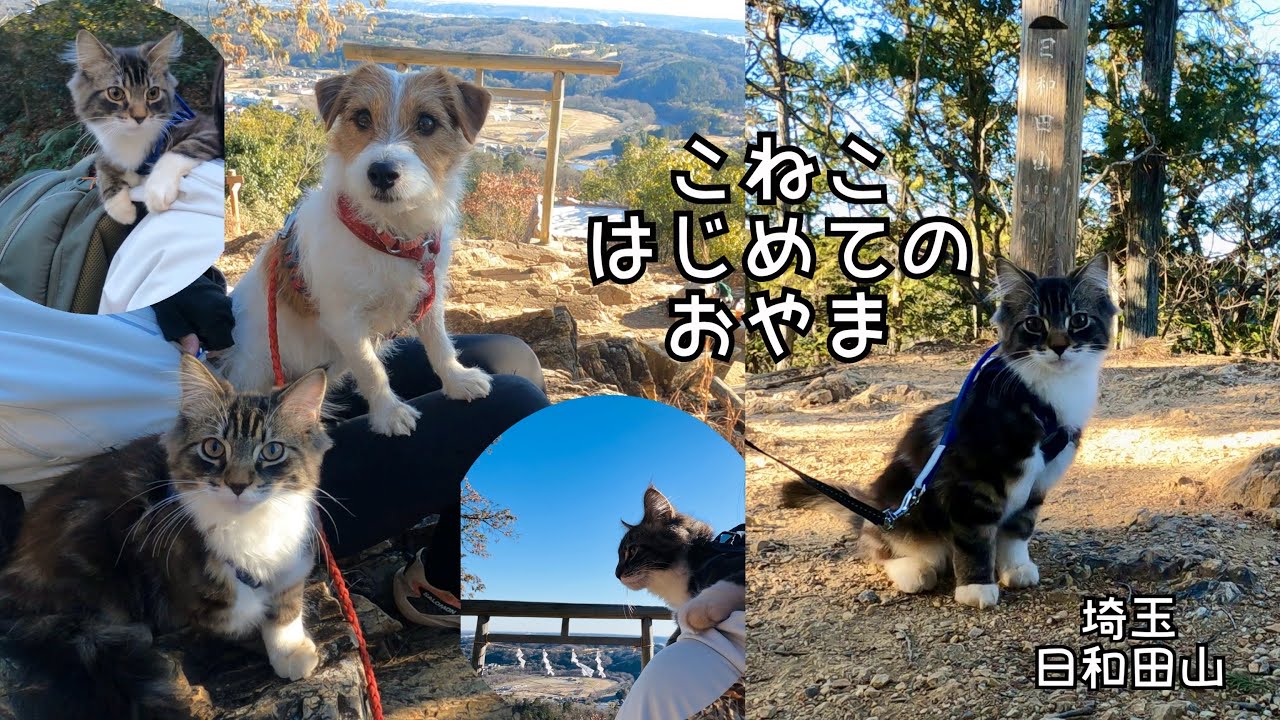 【子猫の登山デビュー】犬と猫とハイキング　日和田山 / hike with a kitten and a dog in Japan