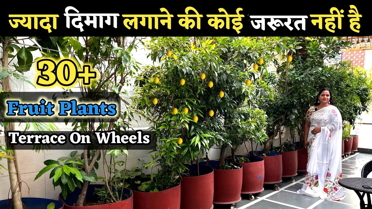 TERRACE ON WHEELS Garden 30+ Fruit Tree Garden on Terrace देखिए GARDEN ON WHEELS