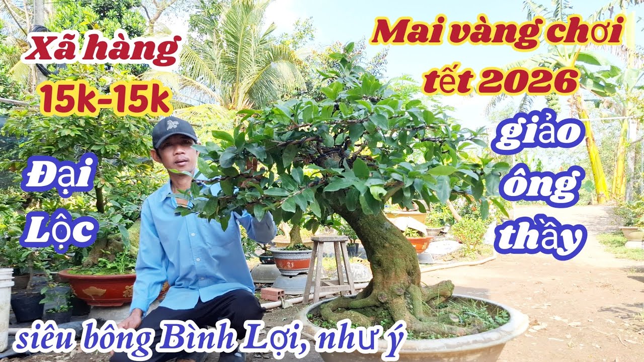 24/01/2026💥Mai vàng chơi tết 2026-siêu bông bình lợi, giảo ông thầy ☎️0862 896 204 Sum 