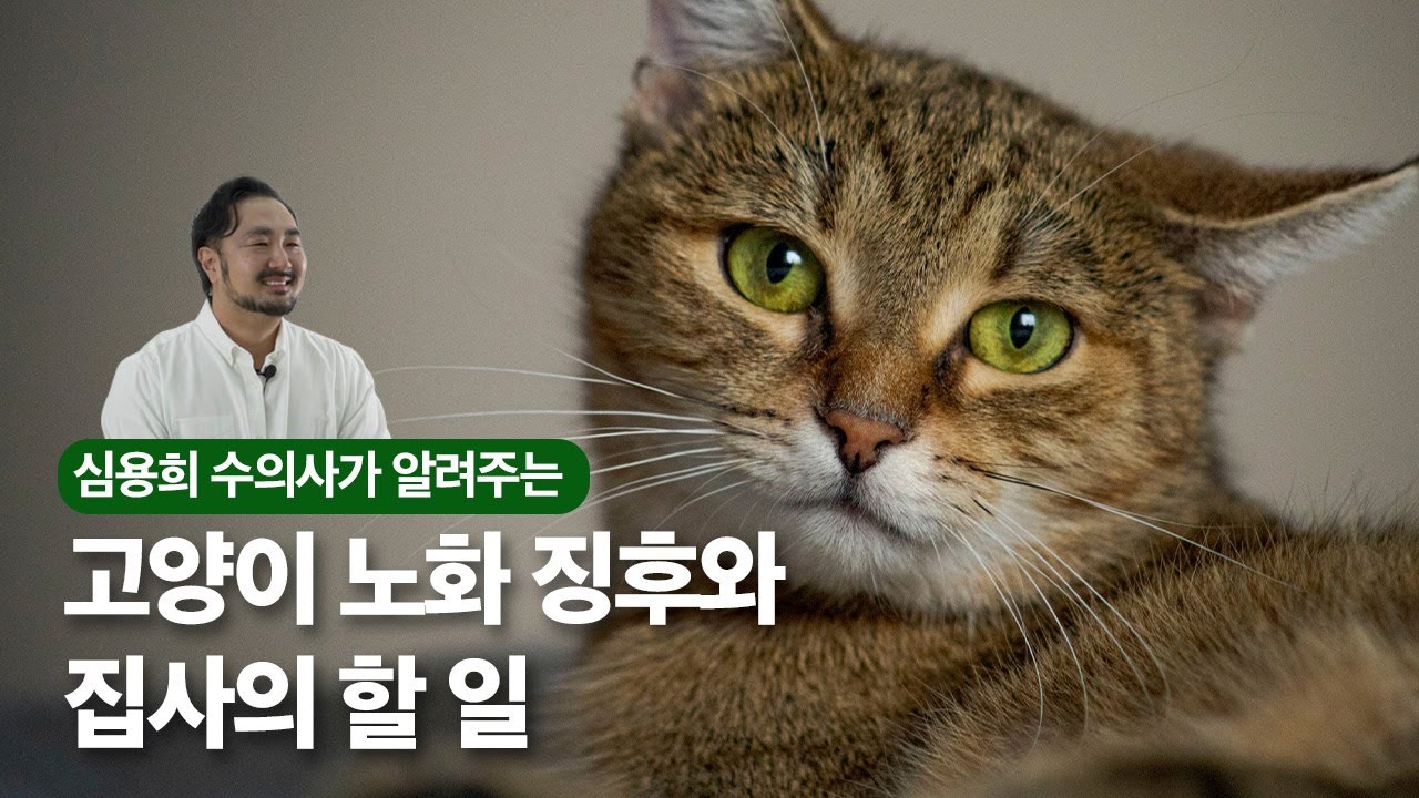 고양이가 나이들면 보이는 변화 - 심용희 수의사의 노묘생활