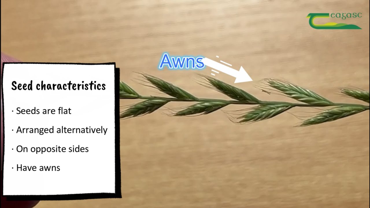Italian Ryegrass identification