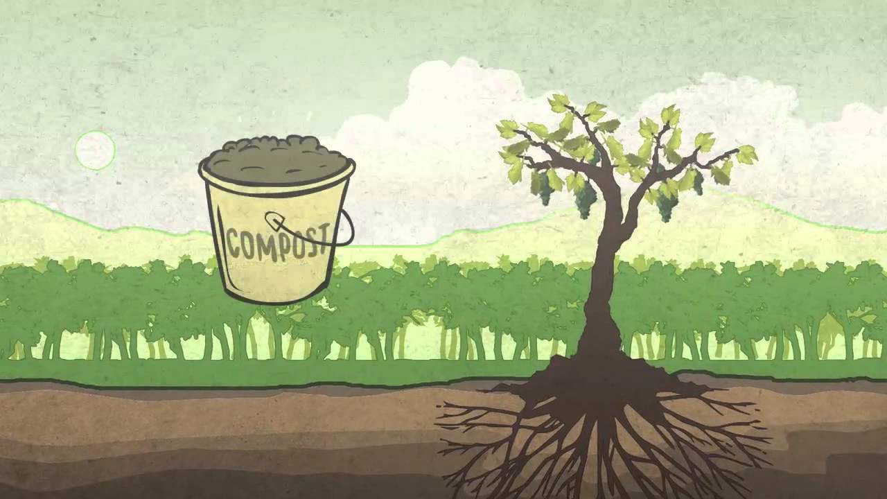 Caliterra - Use of Compost at the vineyard