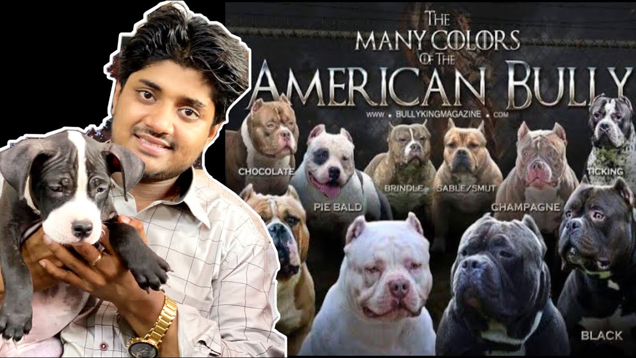 All about american bully’s | Different colors & sizes of Am Bully | Contact - 9140752208, 9369347740