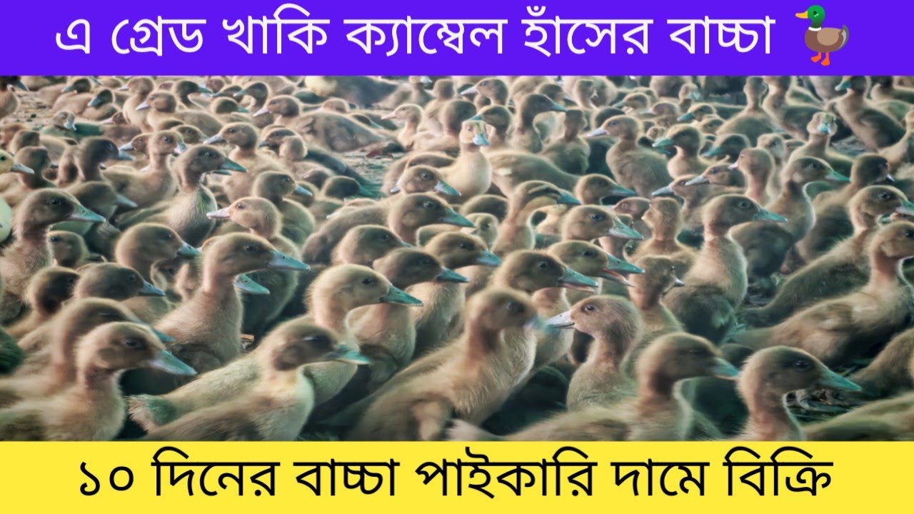 ১০ দিনের ব্রুডিং হাঁসের বাচ্চা পাইকারি দামে বিক্রি। দারুল আমান হাঁসের খামার। 