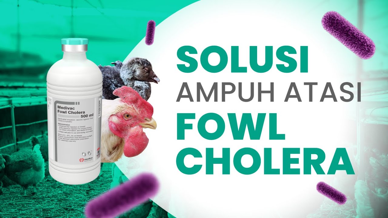 MEDIVAC FOWL CHOLERA, SOLUSI AMPUH ATASI FOWL CHOLERA