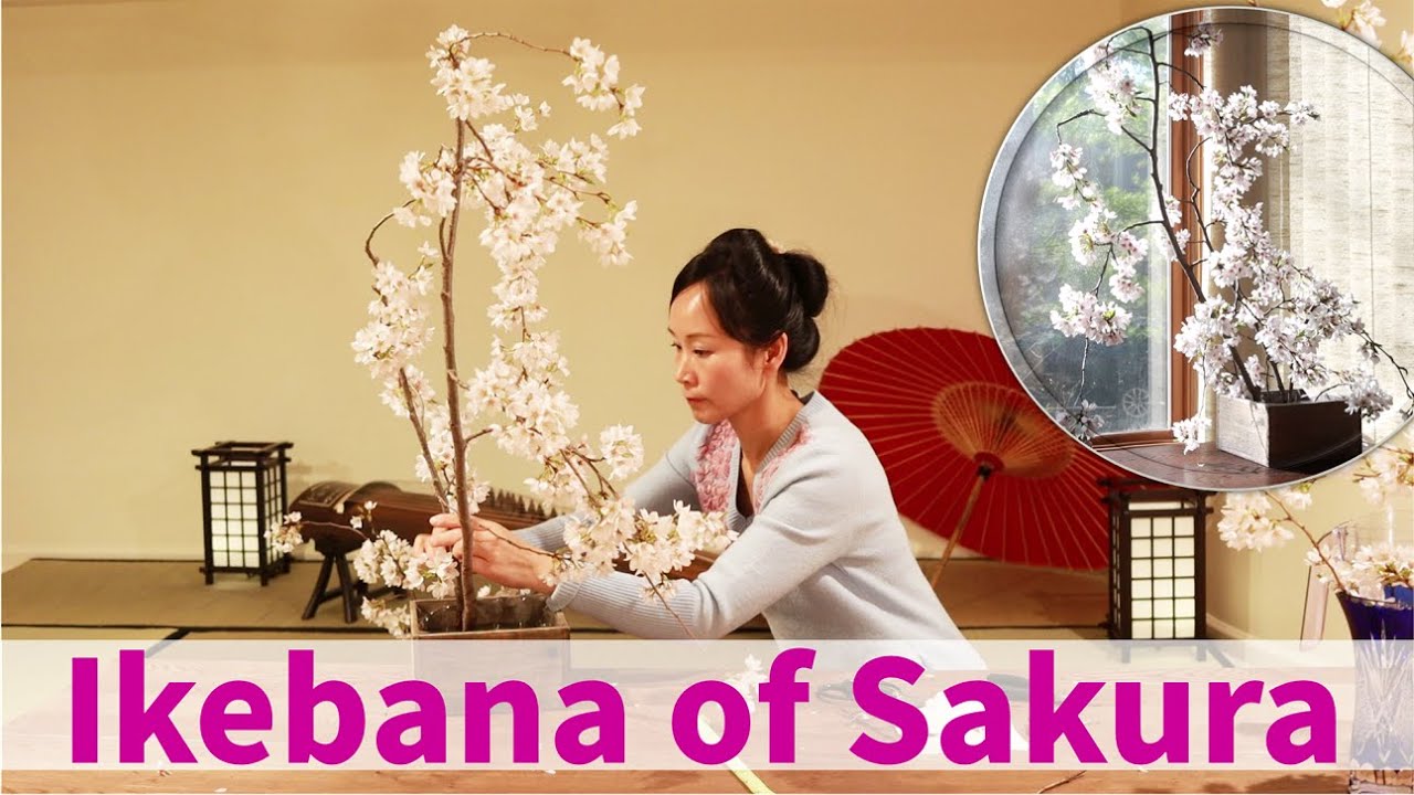 Ikebana Flower Arrangement of Sakura - Cherry Blossom/樱花插花/生け花　さくら