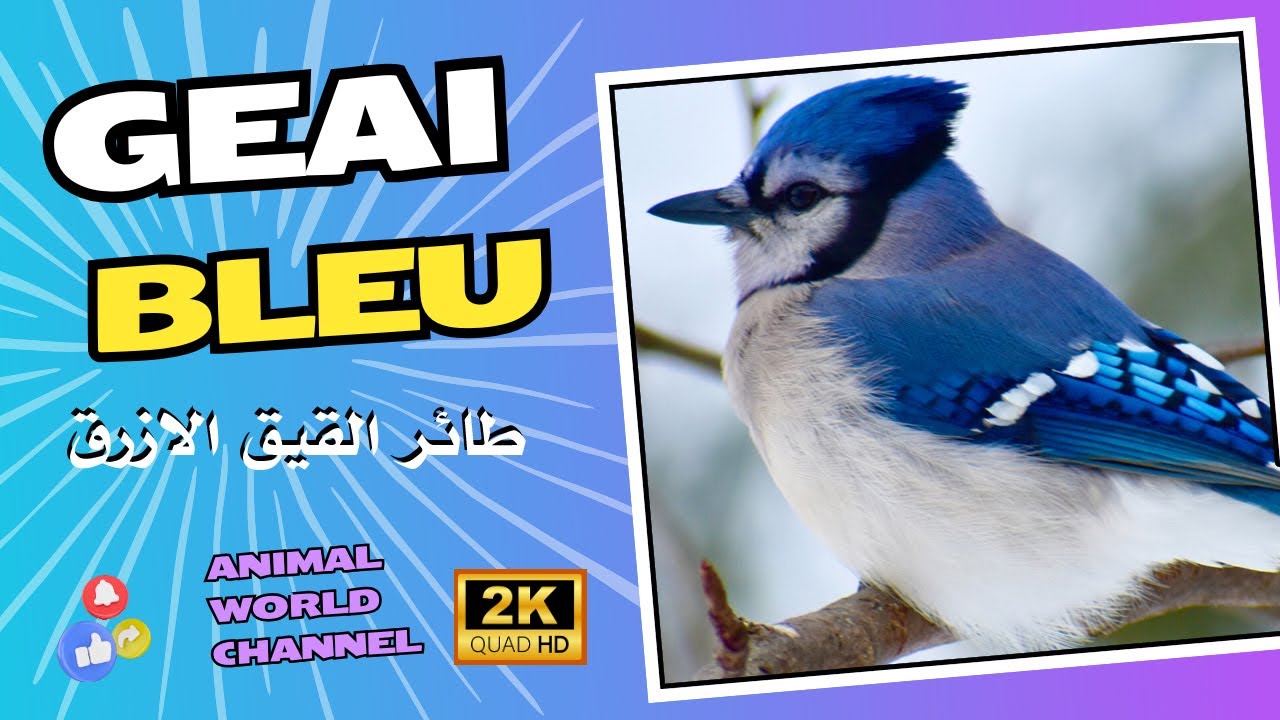 Le Geai Bleu : Un Ambassadeur de la Biodiversité Nord-Américaine
