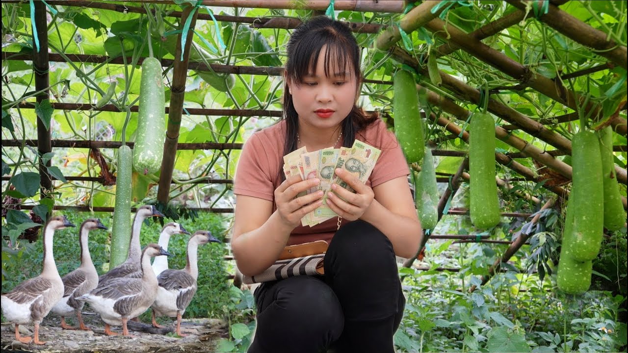 Harvesting gourds to sell. Pick up newly hatched chicks and ducklings, take care of the ginger.