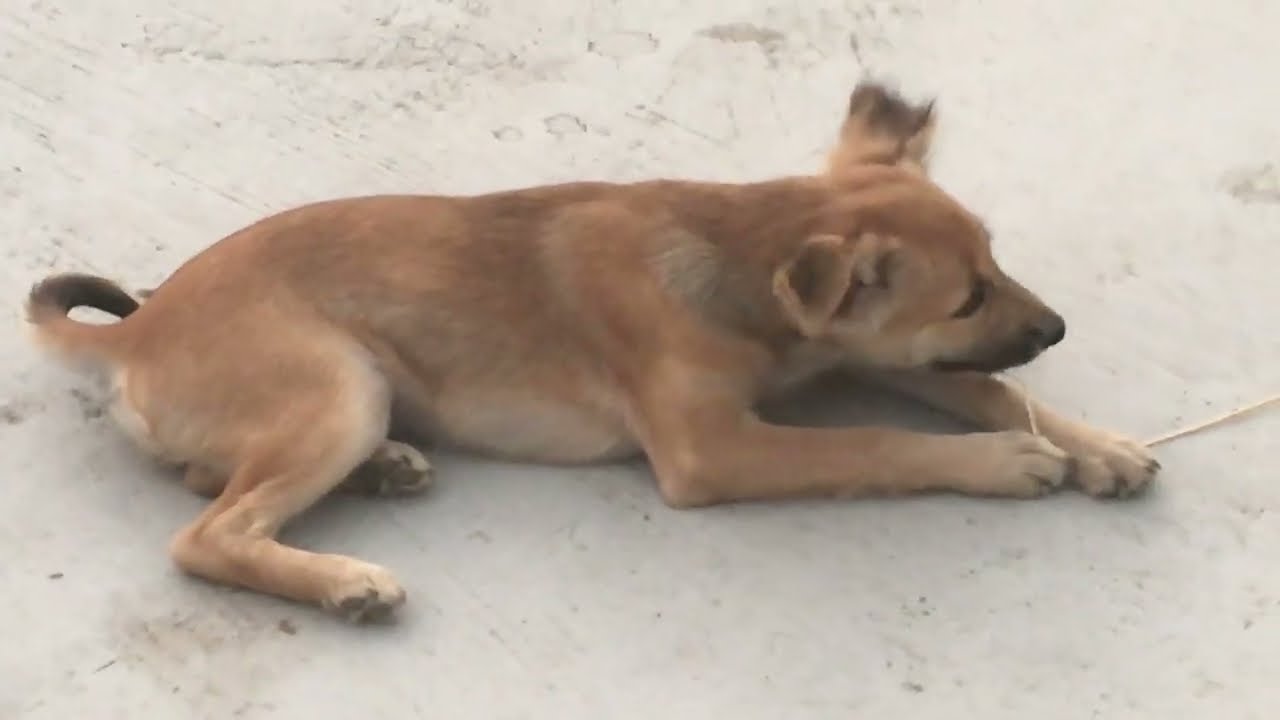 New Funny Videos Of Dogs😍 2026.. Try Not To Laugh 🤣