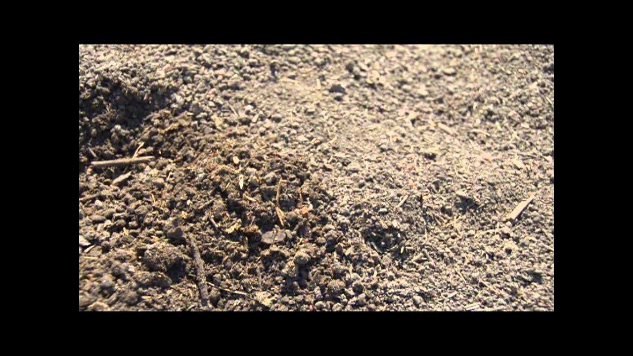 MARTIN HENDERSON  - BIOTERRA