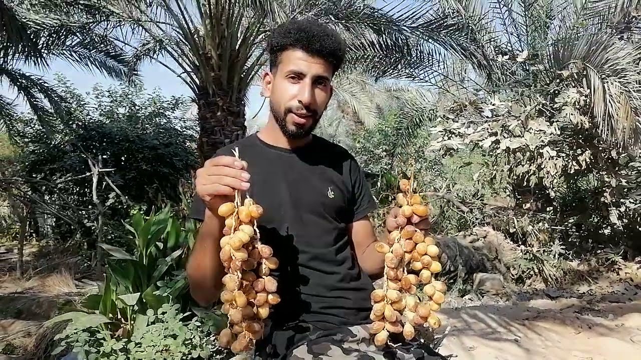 الرطب الزهدي في محافظة النجف الاشرف بتاريخ اليوم