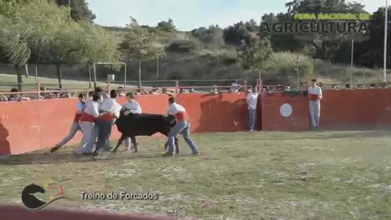Treino de Forcados
