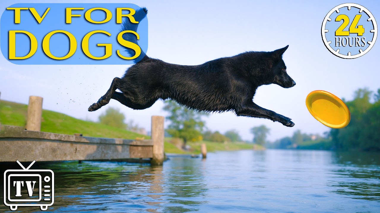 Dog TV 24/7: Relaxing Music & Boredom-Busting Videos for Dogs with Anti-Anxiety Music for Dogs (NEW)