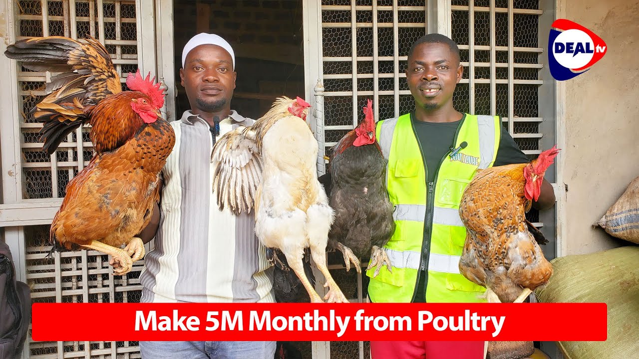 Profitable Local Chicken Farming in Uganda | Kateregga Hashim Story