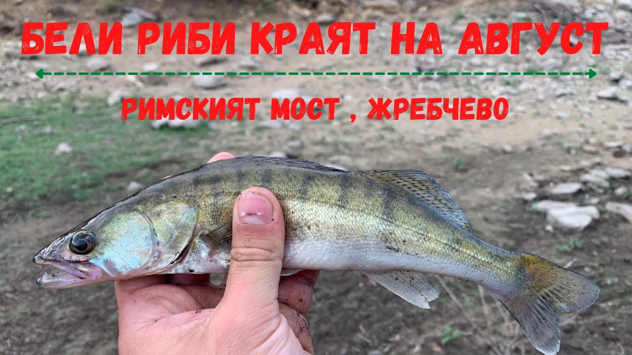 Бели риби краят на Август на Римският мост - Жребчево.