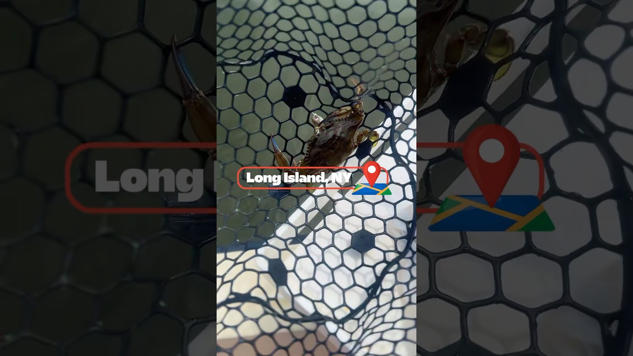 Catching Crabs On Long Island, New York #explore #travel #fishing #crabbing #adventure #pirates #fyp