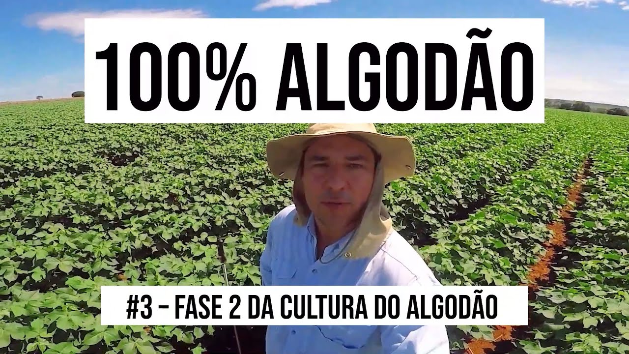 Algodoeiro - Fase 2 - Websérie 100% Algodão da Ag.In