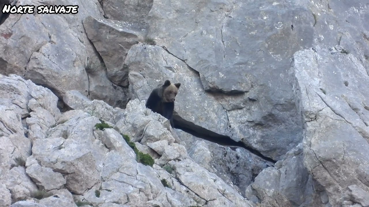 Osos: Osa muy atenta y su cria, episodio 1