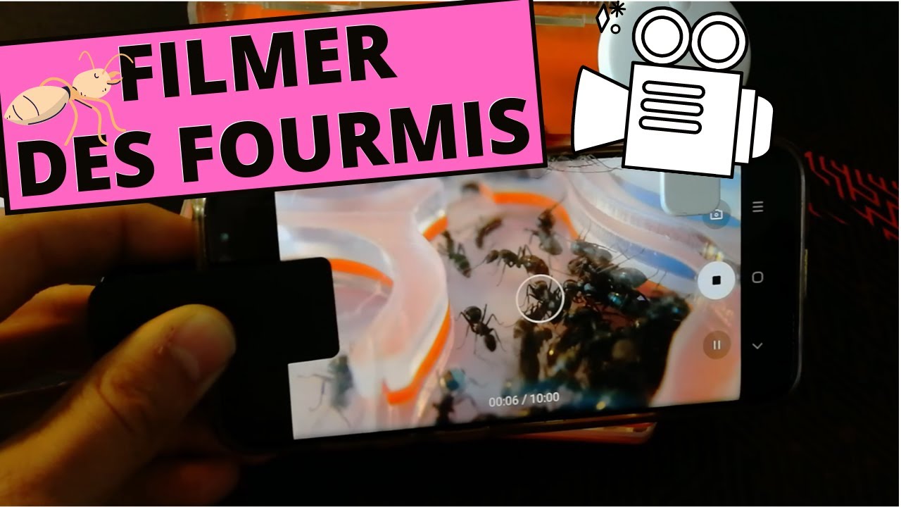 Mon matériel pour FILMER des fourmis !