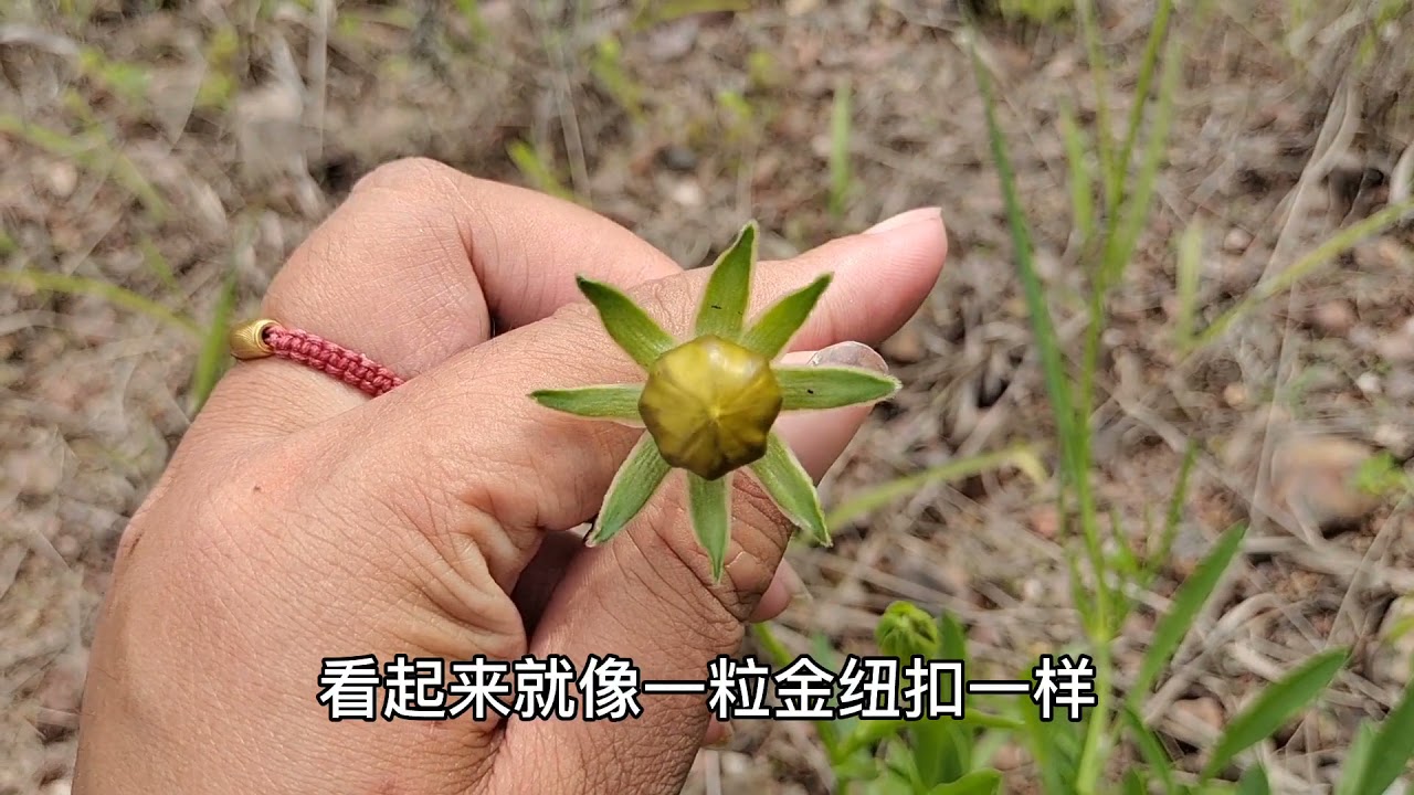 农村遍地可见的“金鸡菊”，不但好看还好用，是熬夜一族的福音