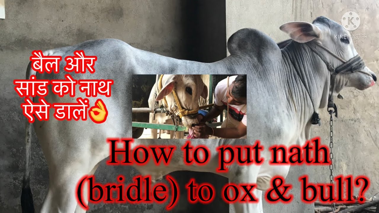 How to put nath(bridle) took &#sunil cowfarming  bull? बैल और सांड को नाथ ऐसे डालें👌#sunil cowfarm