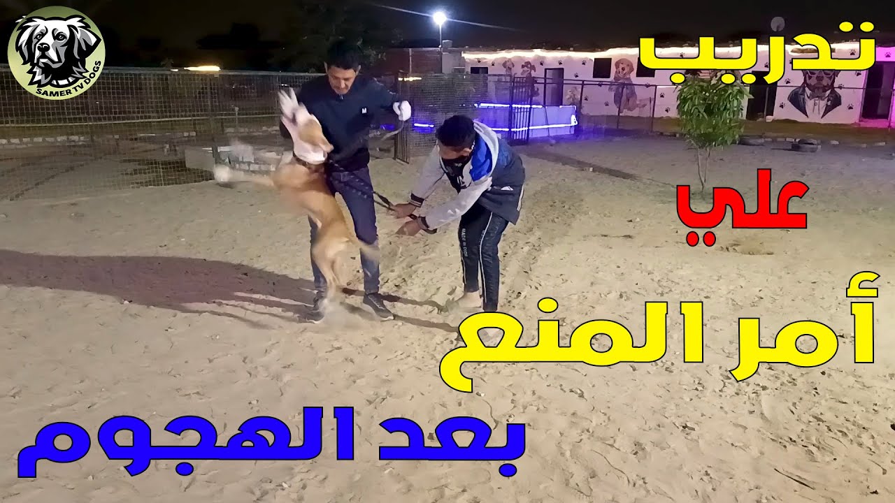 كورس تعديل سلوك الكلب تدريب الكلب علي الطاعة  تدريب الكلب علي امر المنع مع سامر تي في دوج