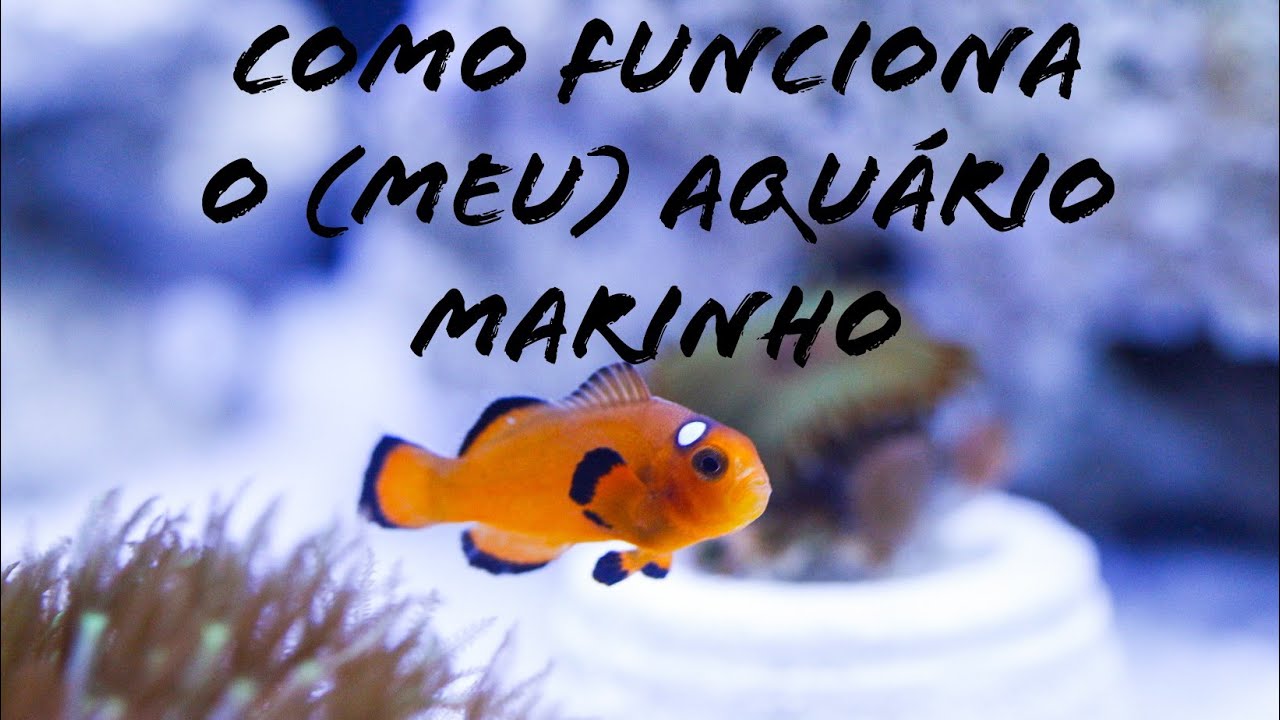 Como funciona o (meu) aquário marinho.