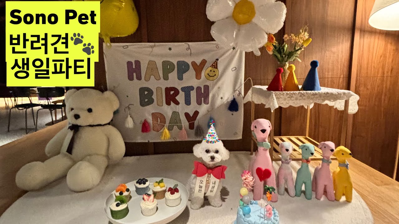 애견동반호텔 소노펫ㅣ반려견 생일파티ㅣSono Pet