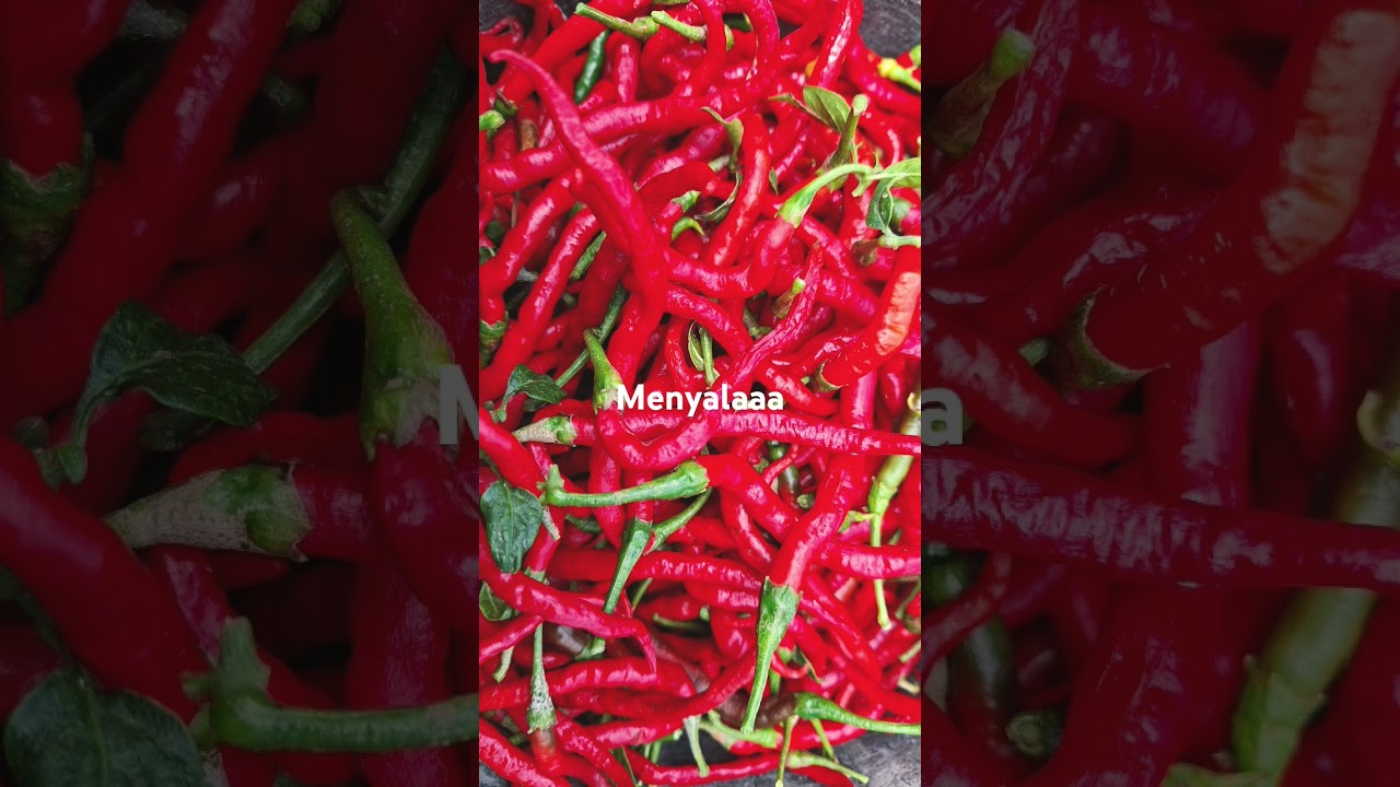 Cabe Merah Kampung #cabemerah #hargacabe