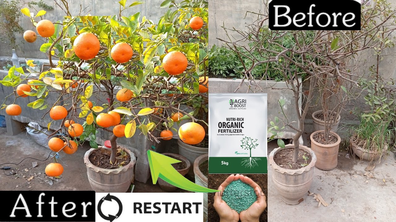 Orange Plant at Home How To Grow |  How To Grow orange tree Faster | Orange plant Fertilizer 