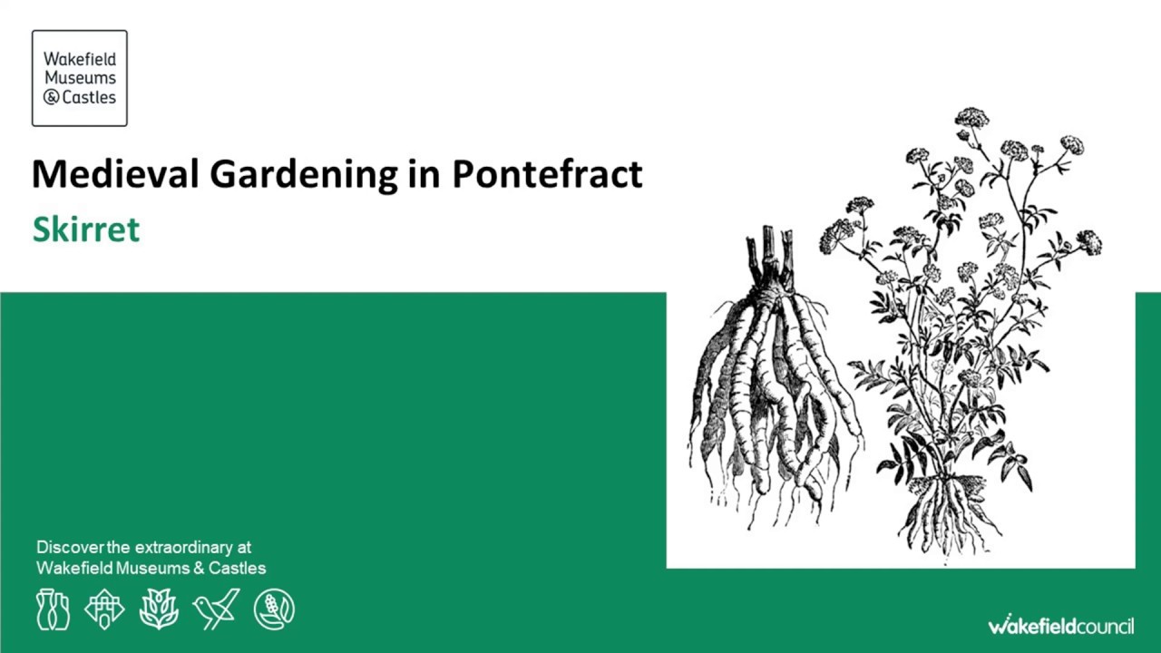 Medieval Herbs - Skirret