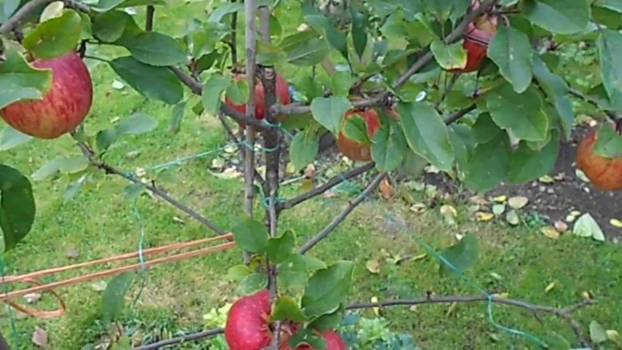 Good year for Braeburn Apples