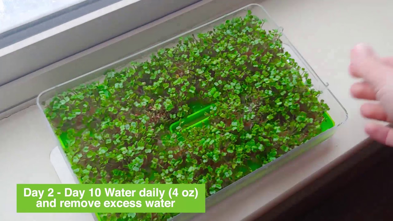 BIO NATURO Microgreens Growing Kit Instructional Video
