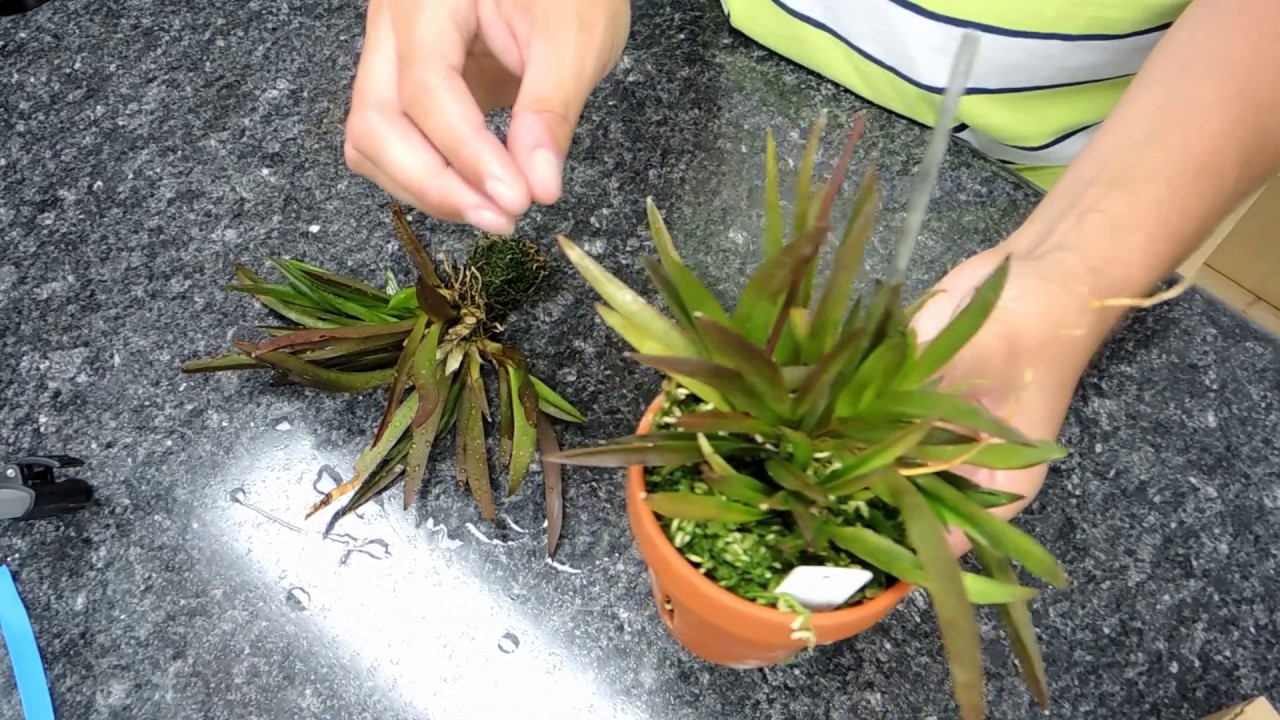 Tolumnia Orchid Planted in Moss Update