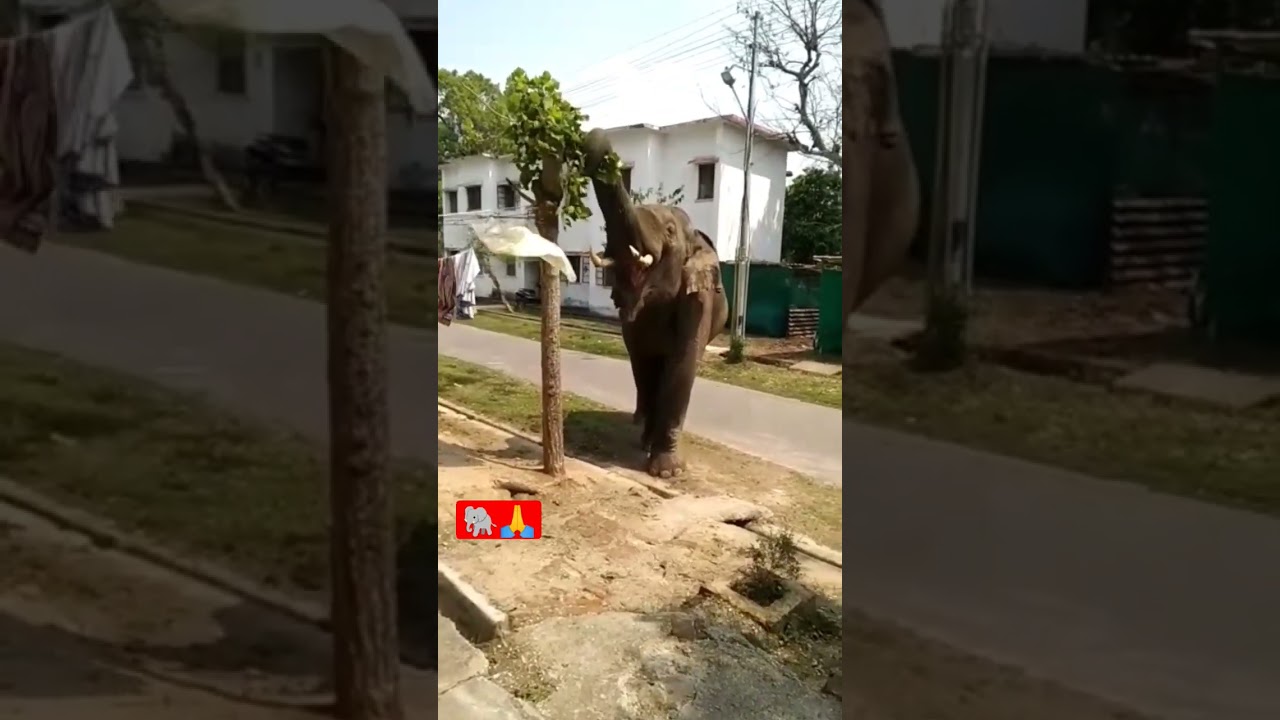#Elephant Attack#Short video#2023shorts #youtube shorts #viral shorts#animals shorts