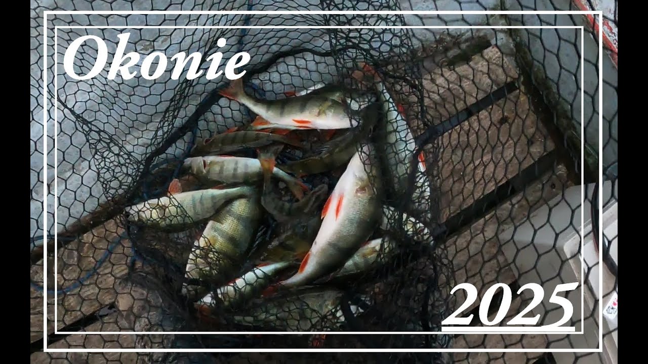 Pod ławicą drobnicy Stały OKONIE // Jig Rig - okazał się najskuteczniejszy // Wędkarstwo 2025