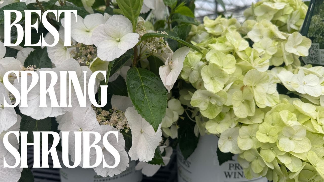 Comparing Spring Blooming Shrubs
