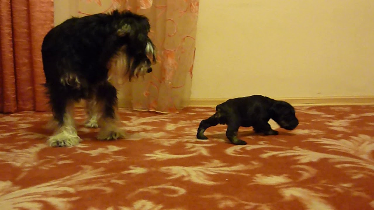 Боня играет с щенком в догоняшки.