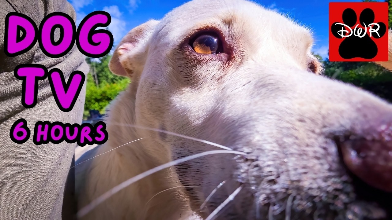 DOG TV 6 Hours 🐕 Relaxing Adventures for Dogs | Calm, Happy & Entertained