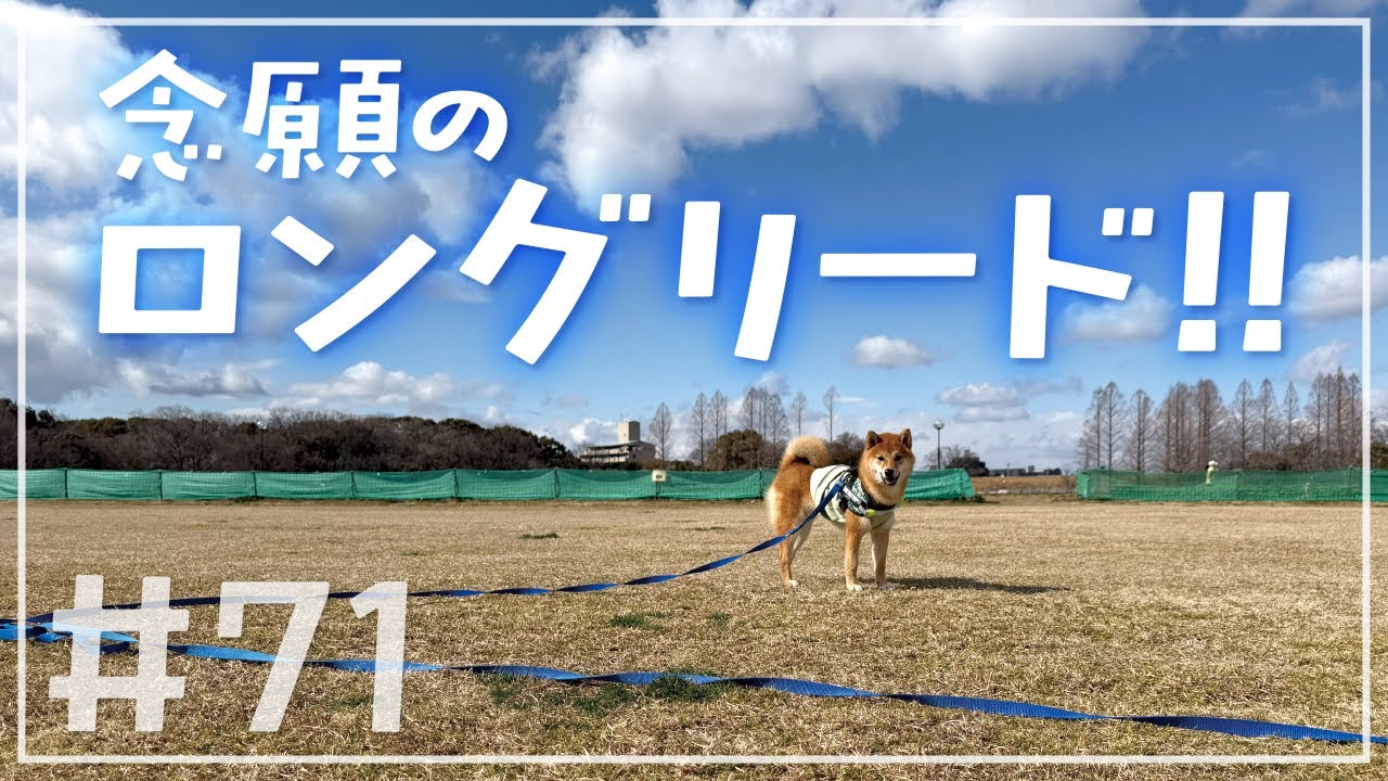 【豆柴】念願のロングリードで遊んだら予想外の結末が!!!!【もち!!!!】