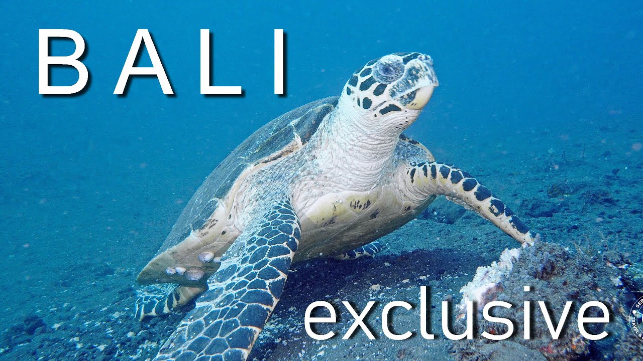 BALI / UNDERWATER WORLD / DIVING / TULAMBEN / RELAX / 4K