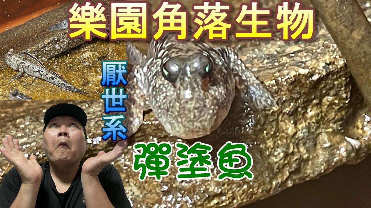 【水陸兩棲彈塗魚Mudskipper】生性膽小的彈塗魚，阿坤今回要來挑戰手餵，並且期待之後能有更進一步的親密互動，歡迎一起來看這天生厭世臉的小精靈喔
